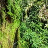 Plants: image 42 Of 208 Thumb